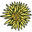 Superspeciosa